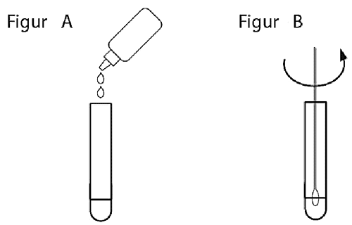 Probenvorbereitung fuer Candida albicans Test