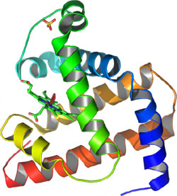 Myoglobin-Molek&uuml;l