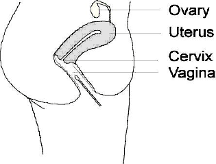 Probenahme fuer den Keul-o-test Trichomonas